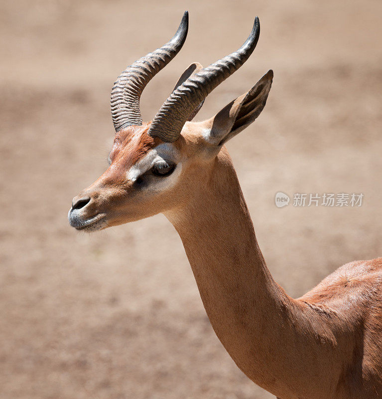 南Gerenuk (Litocranius Walleri)，索马里，非洲(XXL)